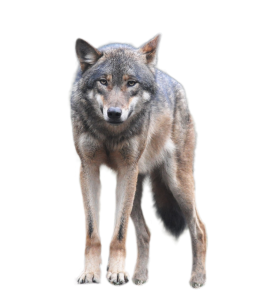 Wolf PNG-23210